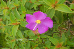 Osbeckia aspera var. wightiana